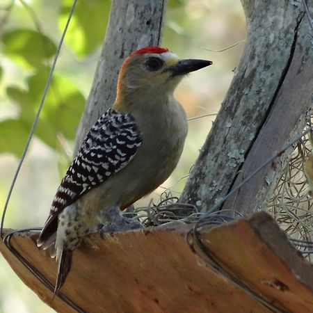 El Paraiso Posada Finca San Vicente บาริชารา ภายนอก รูปภาพ