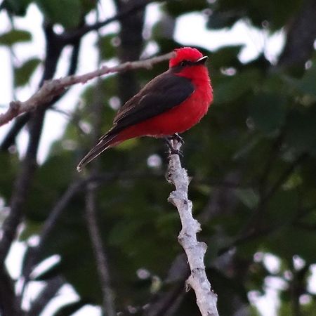 El Paraiso Posada Finca San Vicente บาริชารา ภายนอก รูปภาพ