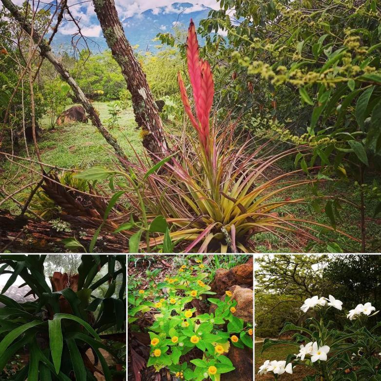 El Paraiso Posada Finca San Vicente บาริชารา ภายนอก รูปภาพ