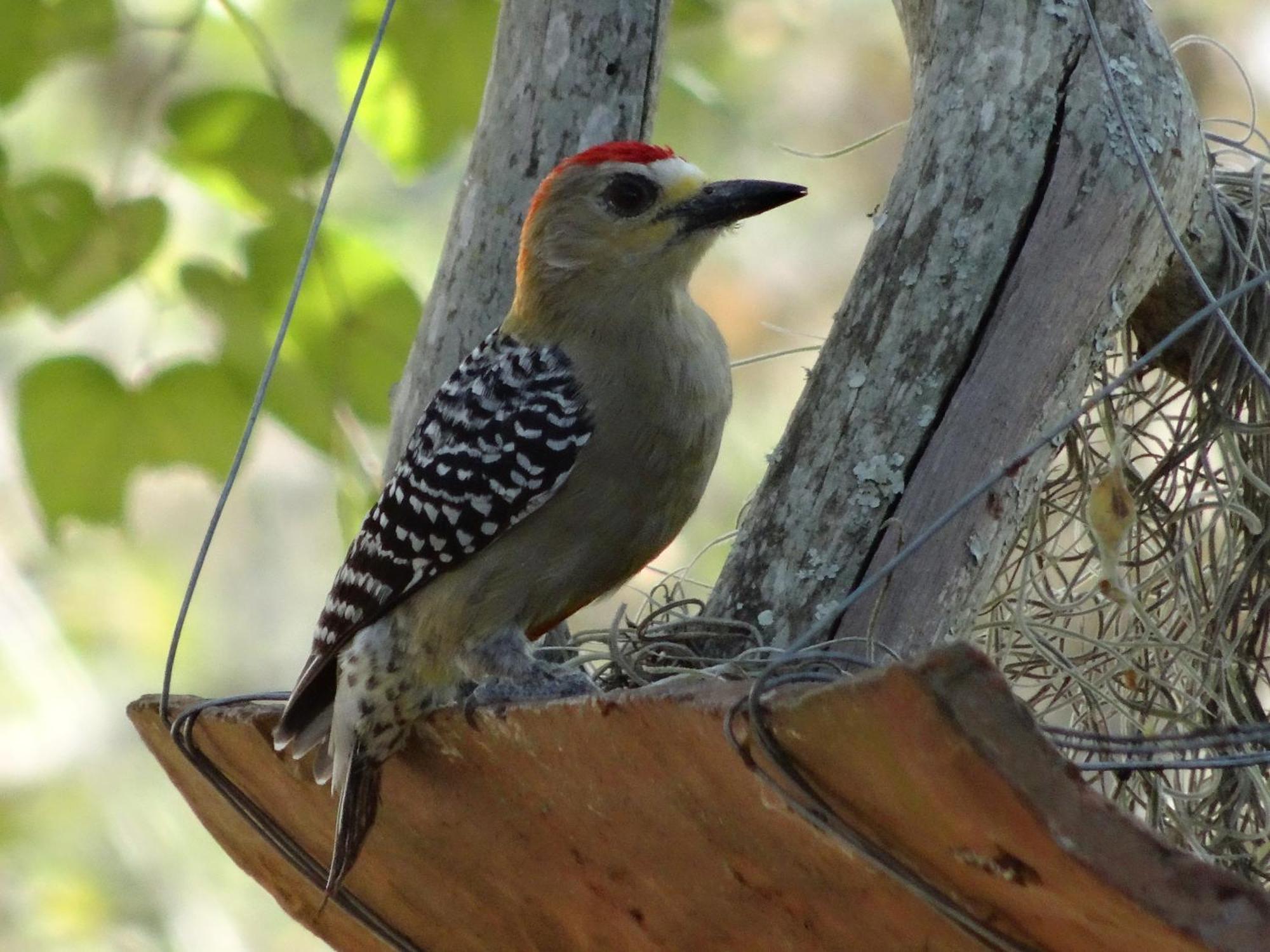 El Paraiso Posada Finca San Vicente บาริชารา ภายนอก รูปภาพ