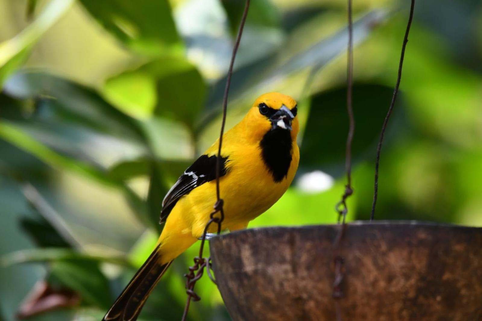 El Paraiso Posada Finca San Vicente บาริชารา ภายนอก รูปภาพ