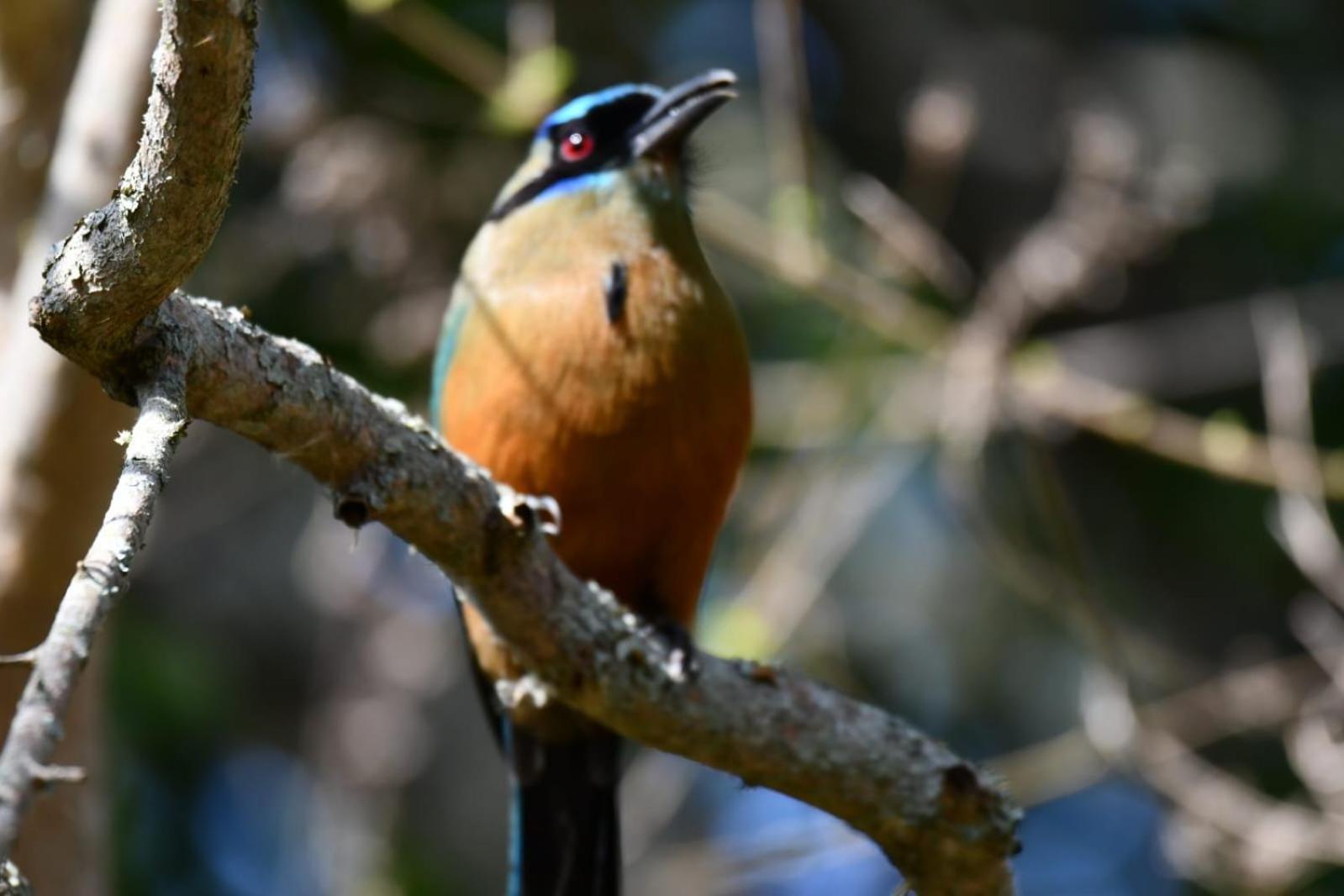 El Paraiso Posada Finca San Vicente บาริชารา ภายนอก รูปภาพ