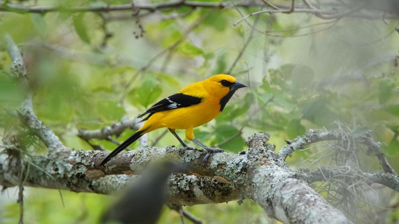 El Paraiso Posada Finca San Vicente บาริชารา ภายนอก รูปภาพ
